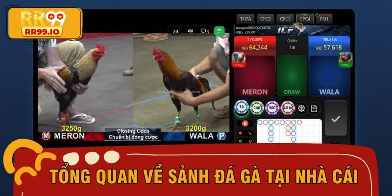 Tổng quan về sảnh đá gà tại nhà cái